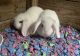 Holland Lop Rabbits for sale in Hendersonville, NC, USA. price: NA