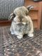 Holland Lop Rabbits for sale in Hedgesville, WV 25427, USA. price: $100