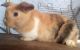 Holland Lop Rabbits for sale in Detroit, MI, USA. price: $100