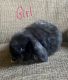 Holland Lop Rabbits for sale in Wooster, OH 44691, USA. price: NA