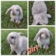 Holland Lop Rabbits for sale in Cross Plains, TX 76443, USA. price: $65