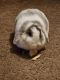 Holland Lop Rabbits for sale in Bellflower, CA, USA. price: $25