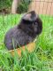 Holland Lop Rabbits for sale in West Covina, CA 91790, USA. price: NA