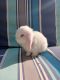 Holland Lop Rabbits for sale in Frederick, MD, USA. price: $50