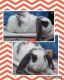 Holland Lop Rabbits for sale in Fayetteville, PA 17222, USA. price: NA