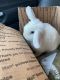 Holland Lop Rabbits for sale in Columbus, OH 43235, USA. price: $100
