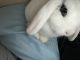 Holland Lop Rabbits for sale in Boynton Beach, FL, USA. price: $130