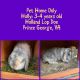 Holland Lop Rabbits for sale in Prince George, VA, USA. price: $60