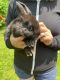 Holland Lop Rabbits for sale in Macomb, MI 48042, USA. price: NA