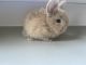 Holland Lop Rabbits for sale in Murfreesboro, TN, USA. price: NA
