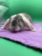 Holland Lop Rabbits for sale in Prince George, VA, USA. price: $80