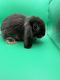 Holland Lop Rabbits for sale in Prince George, VA, USA. price: $80