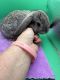 Holland Lop Rabbits for sale in Prince George, VA, USA. price: $100