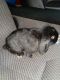 Holland Lop Rabbits for sale in Allentown, PA, USA. price: NA