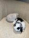 Holland Lop Rabbits for sale in Houston, TX 77056, USA. price: NA
