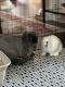 Holland Lop Rabbits for sale in Reisterstown, MD, USA. price: NA