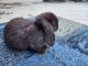Holland Lop Rabbits for sale in Commerce Charter Twp, MI, USA. price: $25