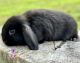 Holland Lop Rabbits for sale in Prince George, VA, USA. price: $200