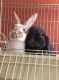 Holland Lop Rabbits for sale in Chicago, IL, USA. price: NA