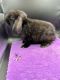 Holland Lop Rabbits for sale in Prince George, VA, USA. price: $100