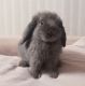 Holland Lop Rabbits for sale in North Park, San Diego, CA, USA. price: $100