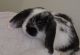 Holland Lop Rabbits for sale in Jacksonville, FL 32256, USA. price: $300