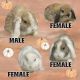 Holland Lop Rabbits for sale in Herriman, UT 84096, USA. price: $75