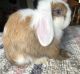 Holland Lop Rabbits for sale in Chillicothe, OH 45601, USA. price: $75