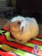 Holland Lop Rabbits for sale in Prince George, VA, USA. price: $60