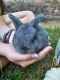 Holland Lop Rabbits
