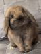 Holland Lop Rabbits for sale in Gainesville, GA 30504, USA. price: $60