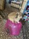 Holland Lop Rabbits for sale in Puyallup, WA, USA. price: $100