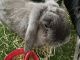 Holland Lop Rabbits for sale in Vista, CA 92084, USA. price: $50