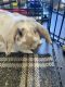 Holland Lop Rabbits for sale in Anderson, TX 77830, USA. price: $200