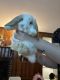 Holland Lop Rabbits for sale in Billerica, Massachusetts. price: $50