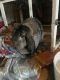 Holland Lop Rabbits for sale in Florence, Alabama. price: NA