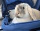 Holland Lop Rabbits for sale in Los Angeles, California. price: $250