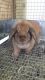 Holland Lop Rabbits for sale in Myerstown, PA 17067, USA. price: NA