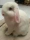 Holland Lop Rabbits for sale in Blue Diamond, NV, USA. price: NA