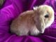 Holland Lop Rabbits for sale in Winston-Salem, NC, USA. price: $100
