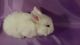 Holland Lop Rabbits for sale in Gaston, NC, USA. price: NA