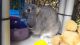Holland Lop Rabbits for sale in Bessemer City, NC 28016, USA. price: NA