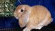 Holland Lop Rabbits for sale in Bessemer City, NC 28016, USA. price: NA