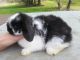 Holland Lop Rabbits for sale in Roseville, OH 43777, USA. price: NA
