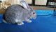 Holland Lop Rabbits for sale in West Covina, CA, USA. price: NA