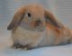 Holland Lop Rabbits for sale in Warsaw, NY 14569, USA. price: NA