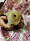 Holland Lop Rabbits for sale in Keasbey, NJ 08832, USA. price: NA