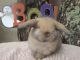 Holland Lop Rabbits for sale in Concord, NC, USA. price: NA