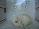 Holland Lop Rabbits for sale in Hauppauge, NY, USA. price: $100