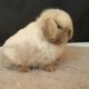 Holland Lop Rabbits for sale in Los Angeles, CA, USA. price: $150